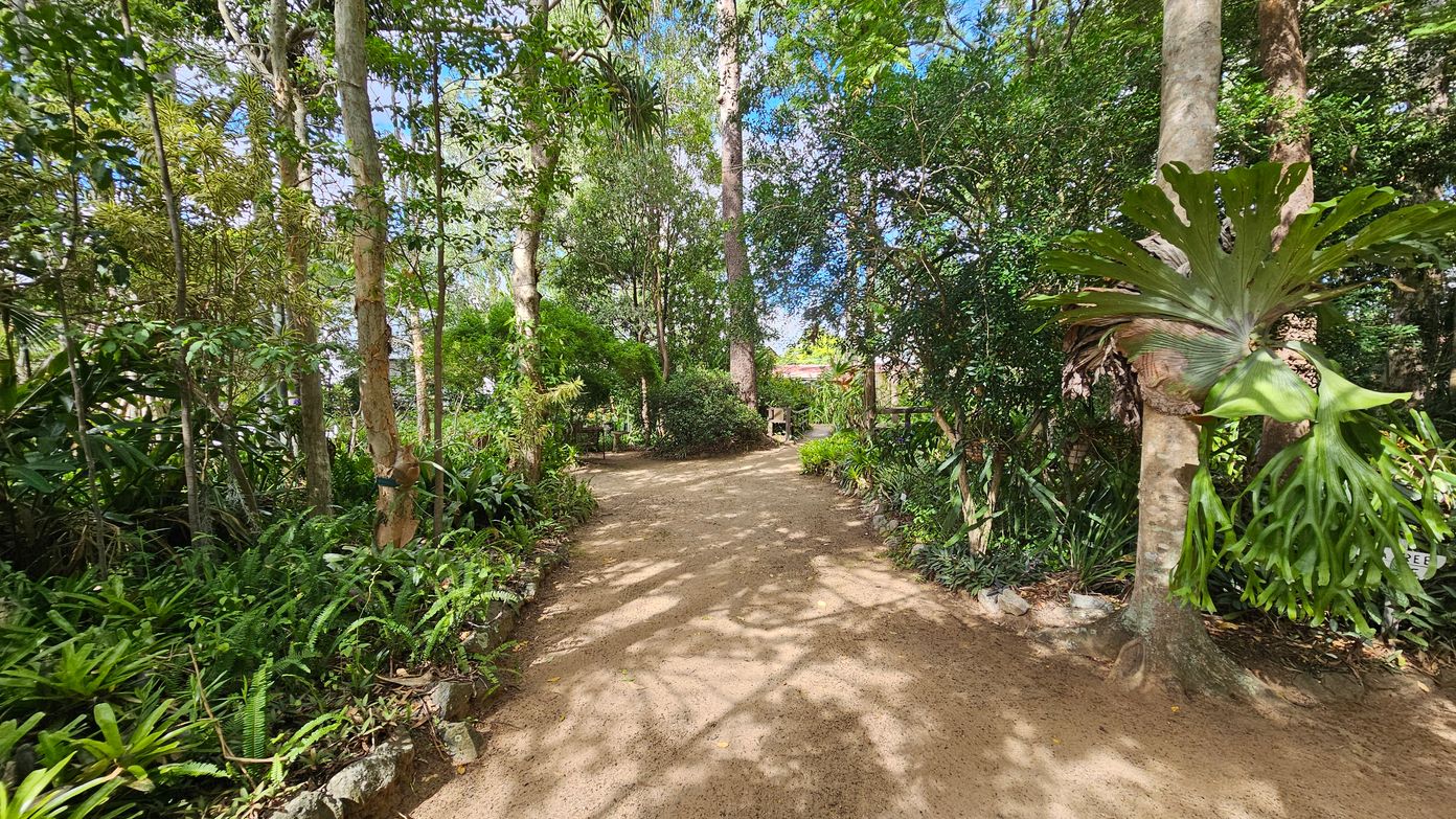A dirt path winds through a lush, green forest. On the left, dense foliage and ferns line the path, with tall trees providing shade. On the right, a large tree features a prominent staghorn fern attached to its trunk. The background reveals more trees and greenery, with a hint of a structure partially visible through the foliage. Dappled sunlight filters through the canopy, creating patterns on the ground.