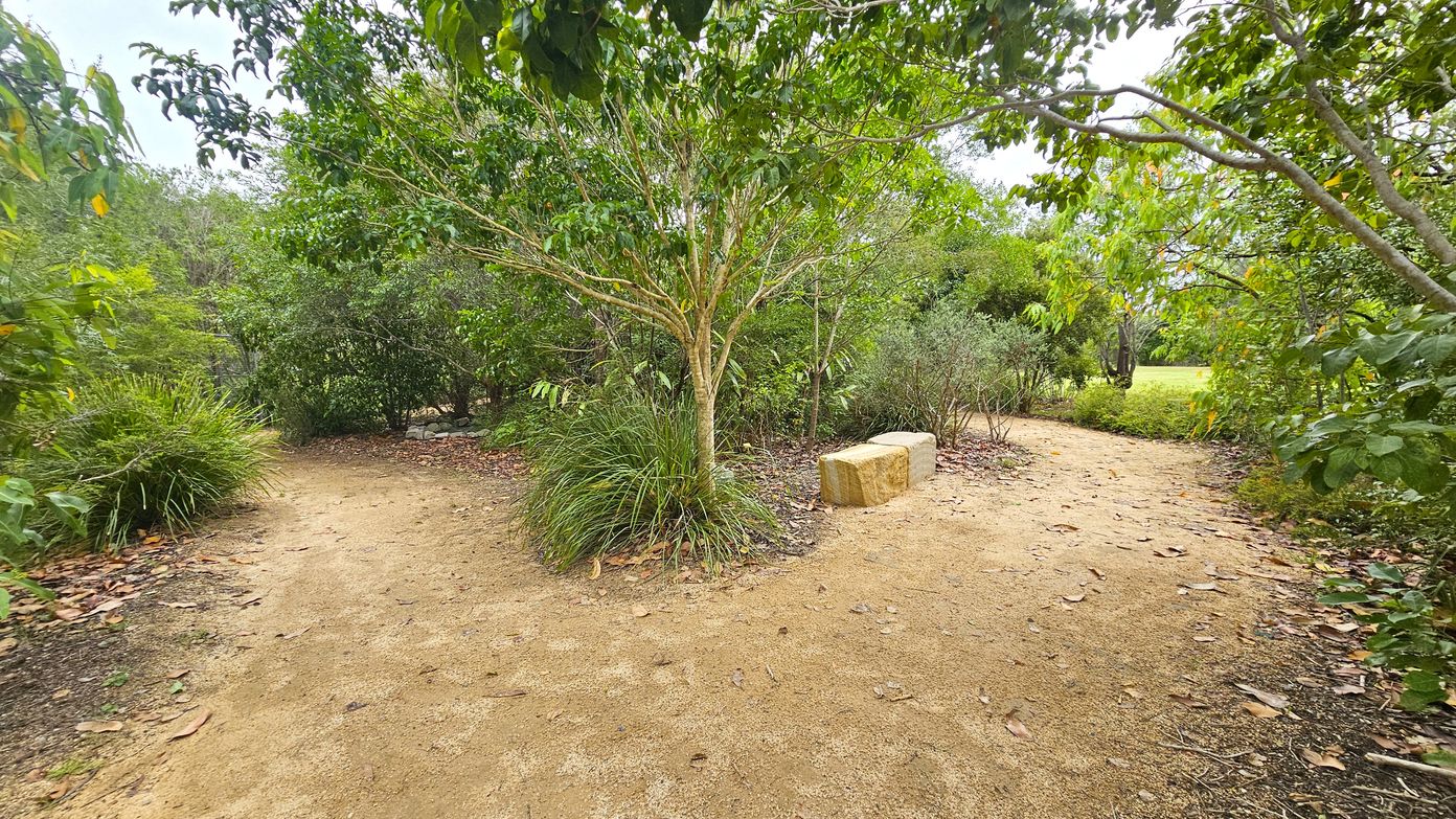 A dirt path forks into two directions surrounded by dense greenery. In the centre, a small tree with lush leaves is flanked by tall grass. A stone bench is positioned to the right of the tree. The ground is covered with scattered dry leaves. The background is filled with various shrubs and trees, creating a natural, wooded setting.