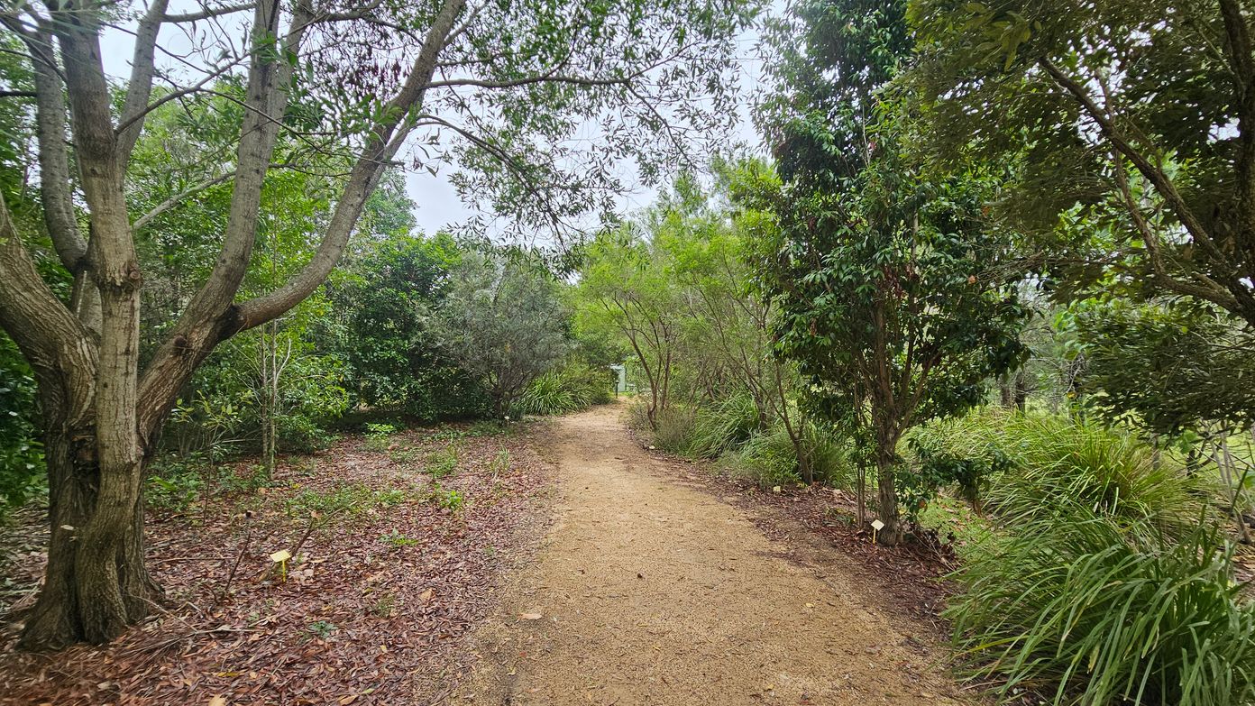 A dirt path winds through a lush, green forest. On the left, a large tree with multiple branches stands amidst dense foliage. On the right, various shrubs and smaller trees line the path, with tall grasses adding texture. The ground is covered with fallen leaves and the path is clear, leading into the distance. The canopy above is formed by overlapping branches and leaves, creating a natural tunnel effect.