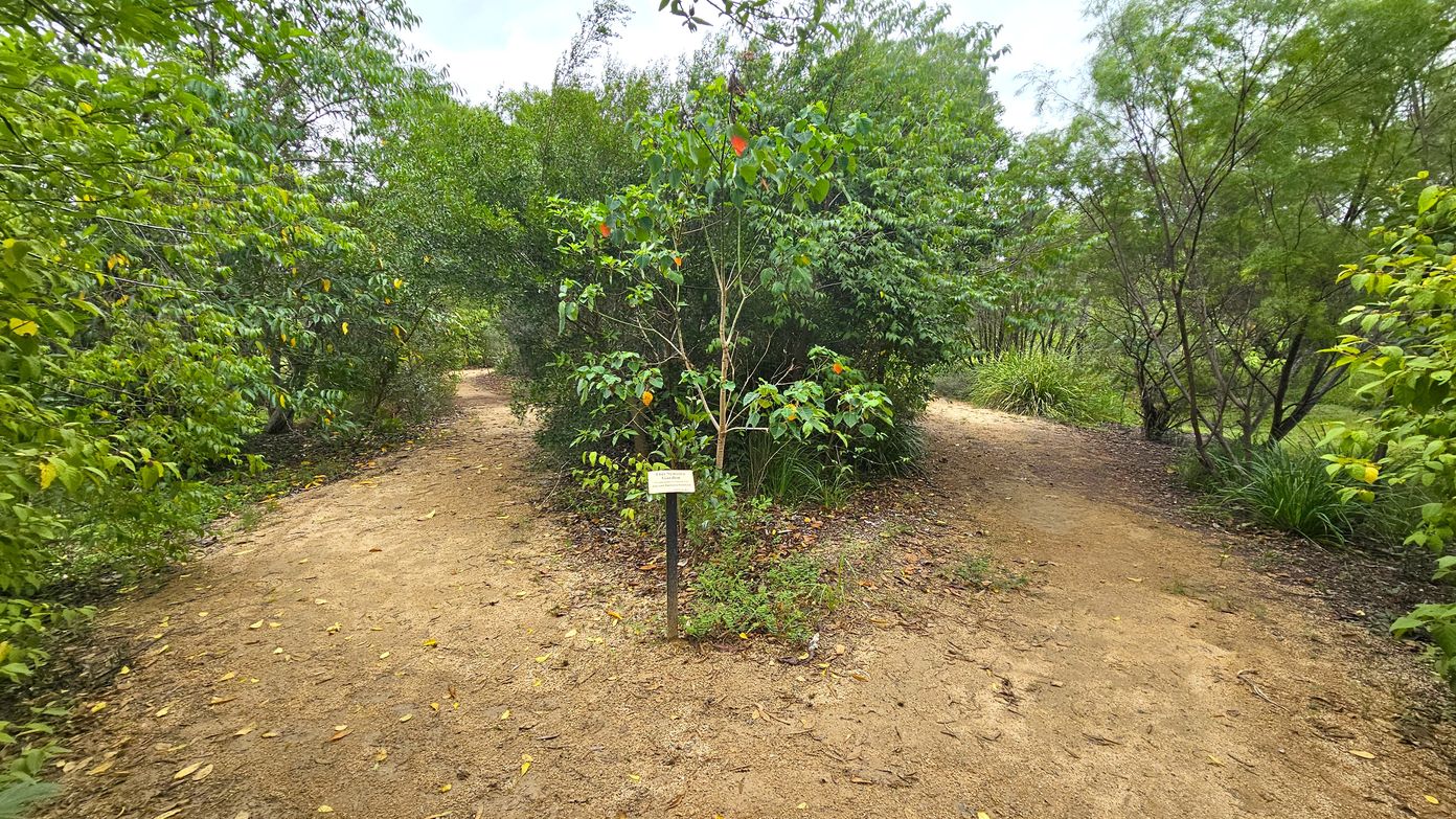 A dirt path in a wooded area splits into two directions, left and right. In the centre, a small tree with green leaves and a few red and yellow leaves stands, with a sign at its base. Dense green foliage surrounds the paths, with various trees and shrubs on both sides. The ground is covered with fallen leaves and twigs.