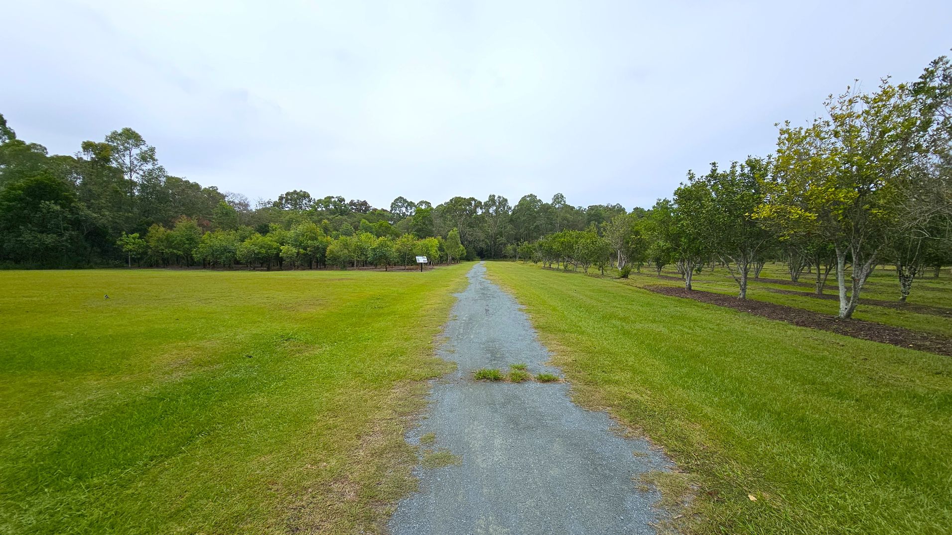 A narrow gravel path runs through the centre of a grassy field, leading towards a dense line of trees in the background. On the left, the grass is open and expansive, while on the right, there is a row of evenly spaced trees with sparse foliage. A sign is visible in the distance on the left side of the path. The overall scene is flat, with a mix of green shades in the grass and trees.