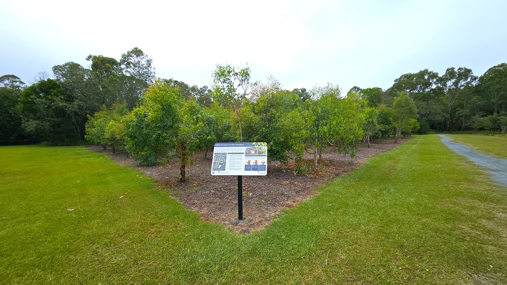 A grassy area with a sign in the centre, displaying information. Behind the sign, there are rows of small trees with mulch around their bases. To the right, a gravel path runs parallel to the trees. In the background, a dense line of taller trees forms a natural border. The grass is well-maintained, and the area appears to be part of a park or nature reserve.