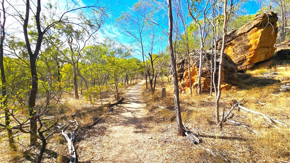A dirt path winds through a dry, wooded area. On the left, sparse trees with thin trunks and small green leaves are scattered across the landscape. On the right, a large, rugged rock formation with an orange hue stands prominently. The ground is covered with dry grass and fallen branches. The sky is clear and blue, visible through the tree canopy.