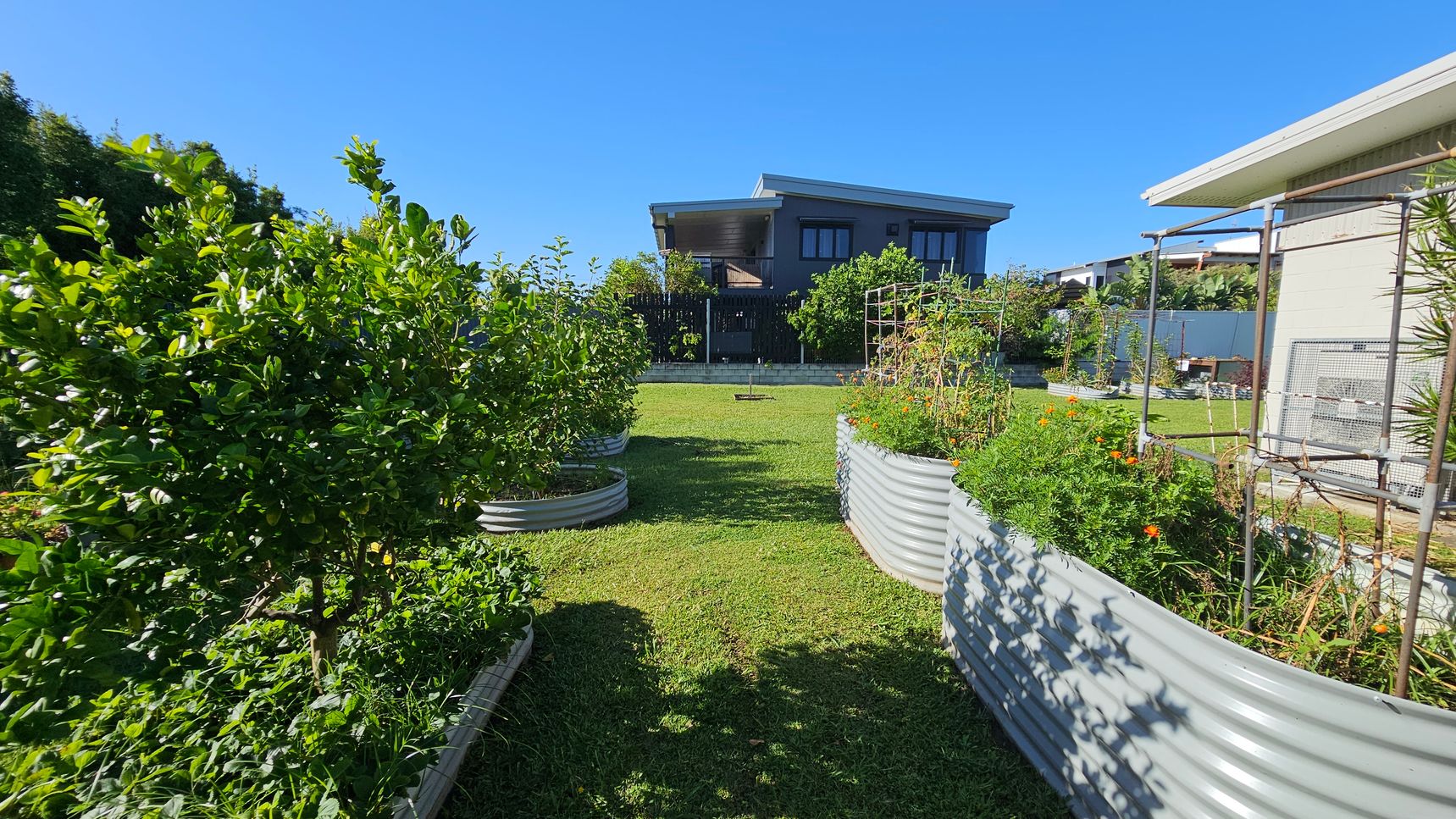 A garden with raised metal planters filled with lush green plants and flowers is in the foreground. On the left, a dense bush with broad leaves, and on the right, a planter with orange flowers and a metal trellis. In the background, a modern house with a flat roof and large windows is visible, surrounded by more greenery. The lawn is neatly mowed, and the sky is clear. A garden with raised metal planters filled with lush green plants and flowers is in the foreground. On the left, a dense bush with broad leaves, and on the right, a planter with orange flowers and a metal trellis. In the background, a modern house with a flat roof and large windows is visible, surrounded by more greenery. The lawn is neatly mowed, and the sky is clear.