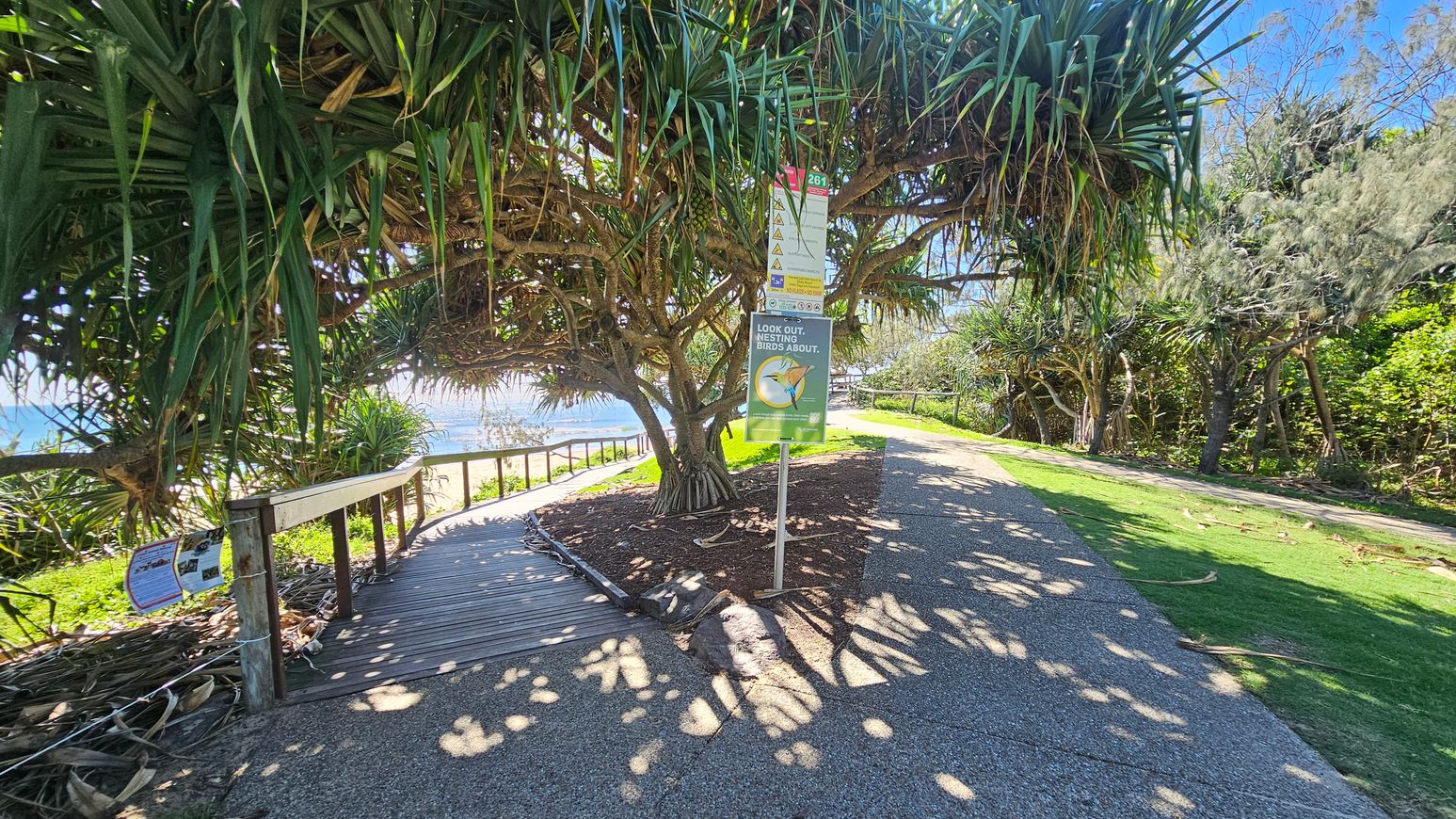 A pathway with a wooden boardwalk on the left, leading towards a beach area. A large tree with dense, spiky leaves provides shade over the path. A signpost with warnings about nesting birds is prominently displayed near the tree. The ground is a mix of concrete and grass, with dappled sunlight filtering through the leaves. On the right, there is a grassy area with more trees and foliage. The background shows glimpses of the ocean. A pathway with a wooden boardwalk on the left, leading towards a beach area. A large tree with dense, spiky leaves provides shade over the path. A signpost with warnings about nesting birds is prominently displayed near the tree. The ground is a mix of concrete and grass, with dappled sunlight filtering through the leaves. On the right, there is a grassy area with more trees and foliage. The background shows glimpses of the ocean.