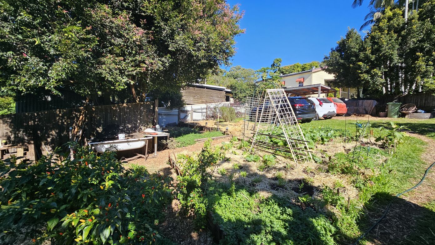 A garden with various plants and vegetables growing in organised plots. On the left, a bathtub is repurposed as a planter, surrounded by lush greenery. A wooden fence and large trees provide shade. In the centre, a metal trellis supports climbing plants. On the right, several cars are parked near a house with a carport. The ground is covered with straw and grass, and a hose lies on the grass. A garden with various plants and vegetables growing in organised plots. On the left, a bathtub is repurposed as a planter, surrounded by lush greenery. A wooden fence and large trees provide shade. In the centre, a metal trellis supports climbing plants. On the right, several cars are parked near a house with a carport. The ground is covered with straw and grass, and a hose lies on the grass.