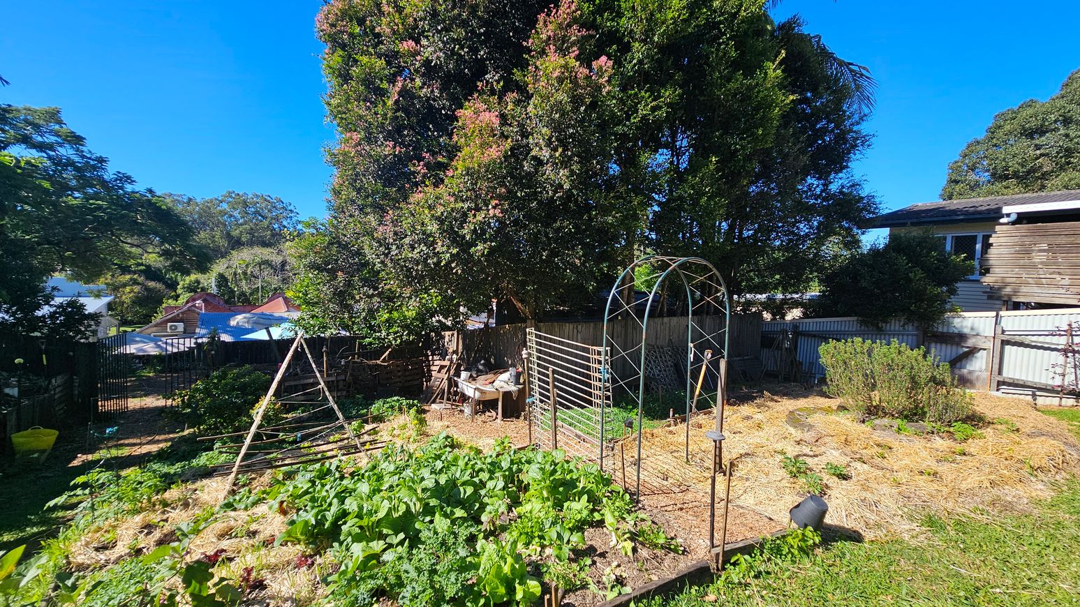 A garden with a variety of plants and vegetables growing in the foreground, surrounded by straw mulch. On the right, a metal arch structure stands near a patch of herbs. In the background, a large tree with dense foliage provides shade, and a wooden fence separates the garden from neighbouring houses. A table with gardening tools is visible under the tree. The garden is enclosed by a metal fence on the left, with a pathway leading out. A house with a corrugated roof is partially visible on the right. A garden with a variety of plants and vegetables growing in the foreground, surrounded by straw mulch. On the right, a metal arch structure stands near a patch of herbs. In the background, a large tree with dense foliage provides shade, and a wooden fence separates the garden from neighbouring houses. A table with gardening tools is visible under the tree. The garden is enclosed by a metal fence on the left, with a pathway leading out. A house with a corrugated roof is partially visible on the right.