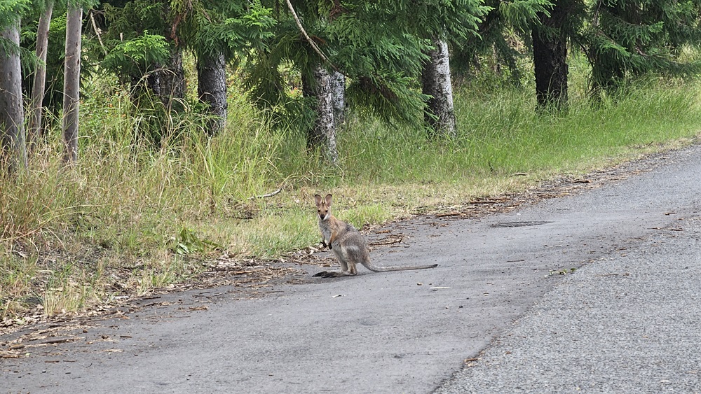 A small kangaroo is standing on a paved road, looking towards the camera. On the left, there is a grassy area with tall, dry grass and several trees with thick trunks and green foliage. The road curves slightly to the right, with more grass and trees lining the edge. The background is filled with dense greenery, creating a natural, forested setting. A small kangaroo is standing on a paved road, looking towards the camera. On the left, there is a grassy area with tall, dry grass and several trees with thick trunks and green foliage. The road curves slightly to the right, with more grass and trees lining the edge. The background is filled with dense greenery, creating a natural, forested setting.