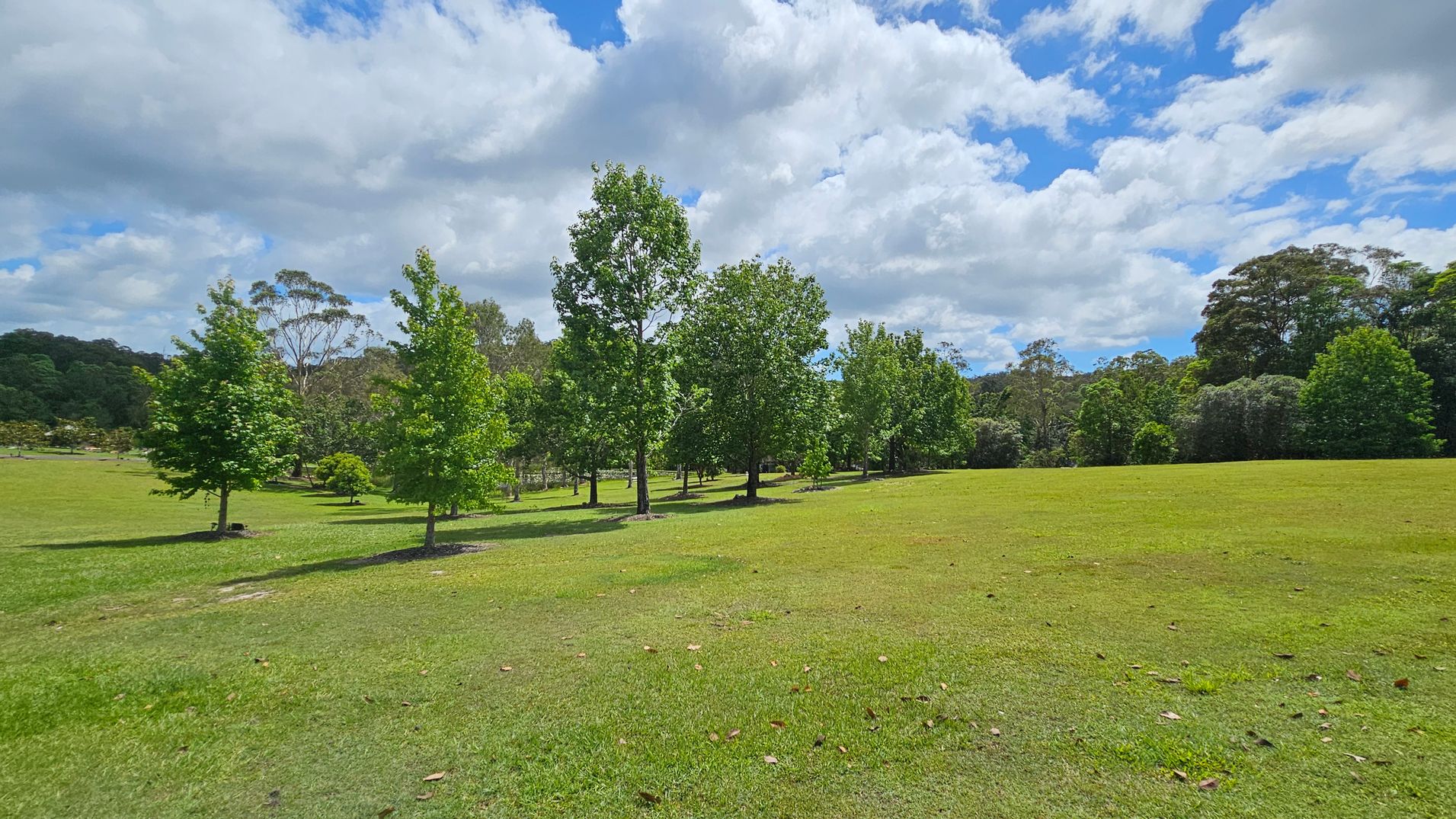 A grassy field with scattered trees in the middle, surrounded by more dense trees in the background. The grass is a mix of green and brown patches, with some fallen leaves. The sky is partly cloudy. A grassy field with scattered trees in the middle, surrounded by more dense trees in the background. The grass is a mix of green and brown patches, with some fallen leaves. The sky is partly cloudy.