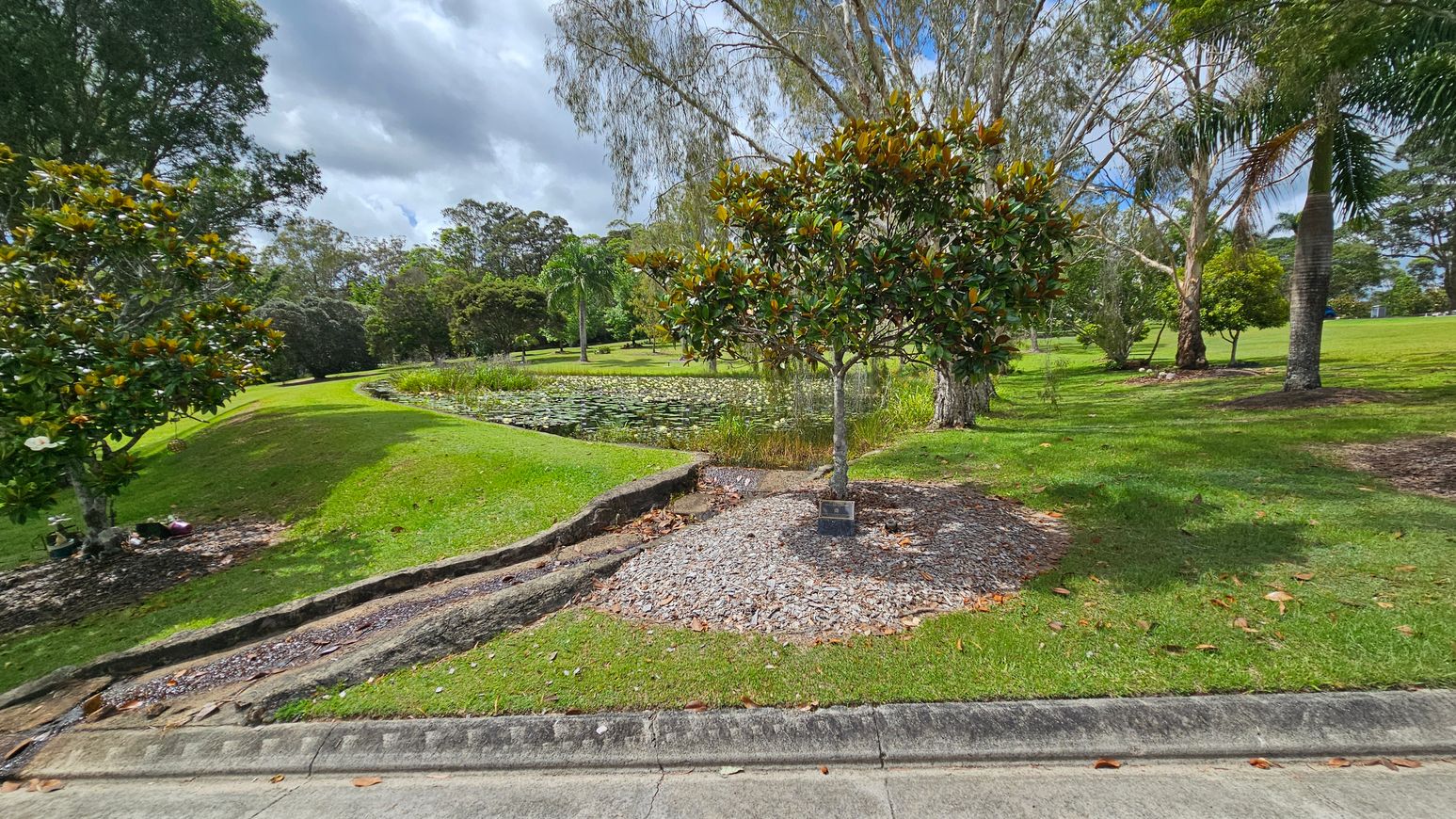 A park scene with a small tree in the foreground, surrounded by a patch of gravel and mulch. To the left, a larger tree with dense foliage. In the background, a pond filled with lily pads is visible, bordered by grass and more trees, including a palm tree. The ground is grassy, and a concrete kerb runs along the bottom edge of the image. A park scene with a small tree in the foreground, surrounded by a patch of gravel and mulch. To the left, a larger tree with dense foliage. In the background, a pond filled with lily pads is visible, bordered by grass and more trees, including a palm tree. The ground is grassy, and a concrete kerb runs along the bottom edge of the image.
