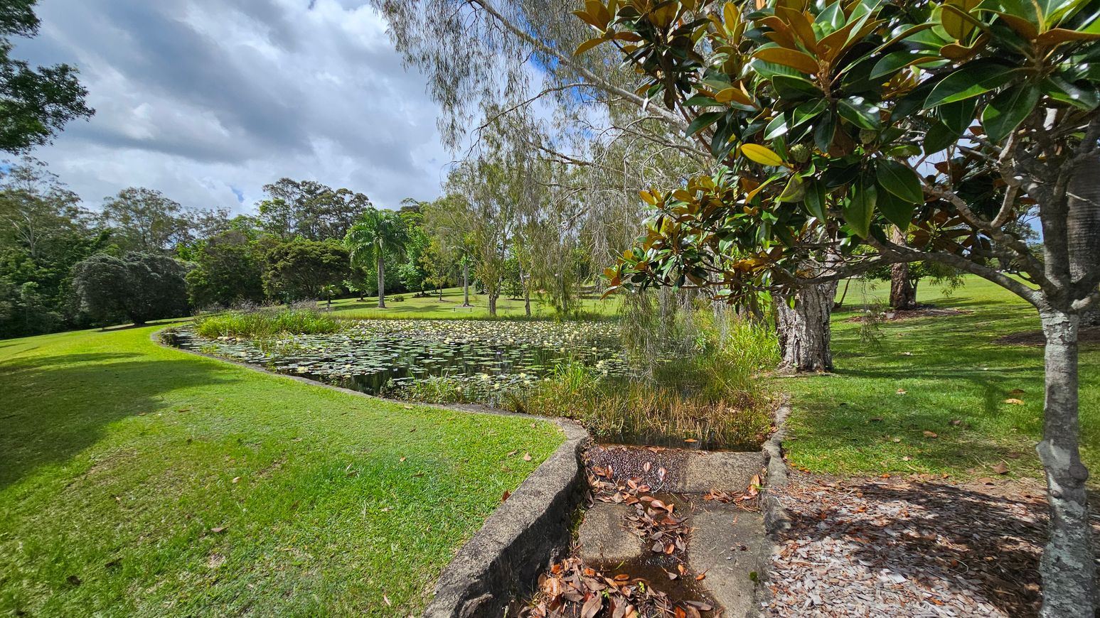 A serene park scene with a pond in the centre, covered in lily pads. On the right, a tree with glossy green leaves stands near the water's edge. The foreground has a concrete path with scattered dry leaves. In the background, various trees, including a palm, are spread across the grassy landscape. The sky is overcast, casting soft shadows on the ground. A serene park scene with a pond in the centre, covered in lily pads. On the right, a tree with glossy green leaves stands near the water's edge. The foreground has a concrete path with scattered dry leaves. In the background, various trees, including a palm, are spread across the grassy landscape. The sky is overcast, casting soft shadows on the ground.