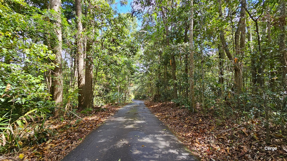 Arriving at Narrow Escape, you'll encounter a distinctive sign proudly displaying "Narrows Escape Luxury Rainforest Retreat" at the edge of a meandering road leading to the retreat. The sign, designed to resemble a small house, is situated within a landscaped area adorned with tall banana fig plants and other ornamental greenery. The pathway is gracefully bordered by shrubs and trees, welcoming you to the retreat. Arriving at Narrow Escape, you'll encounter a distinctive sign proudly displaying "Narrows Escape Luxury Rainforest Retreat" at the edge of a meandering road leading to the retreat. The sign, designed to resemble a small house, is situated within a landscaped area adorned with tall banana fig plants and other ornamental greenery. The pathway is gracefully bordered by shrubs and trees, welcoming you to the retreat.