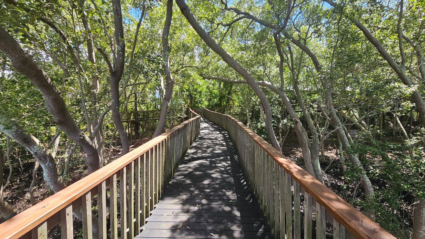 A wooden boardwalk with railings runs through a dense forest of tall, slender trees with green foliage. The path is slightly elevated, with sunlight filtering through the leaves, casting dappled shadows on the walkway. The trees arch over the path, creating a natural canopy. The ground beneath the trees is covered with leaves and undergrowth. The boardwalk curves gently, leading deeper into the forest.