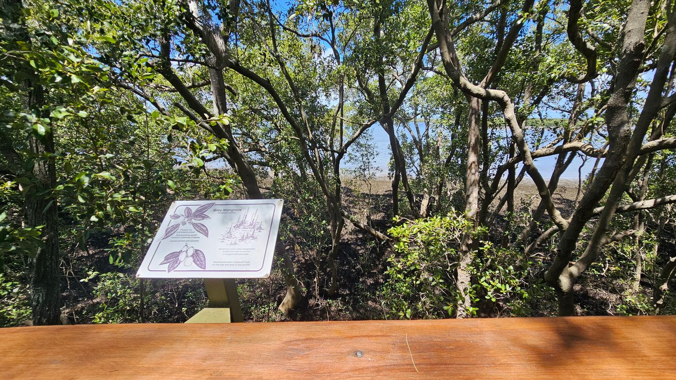 Dense mangrove trees with twisting branches and green leaves fill the background. A wooden railing runs across the foreground. On the left, a sign titled "Grey Mangrove" displays illustrations and information about the plant. Through the trees, a glimpse of water is visible in the distance. The scene is well-lit, suggesting a sunny day.