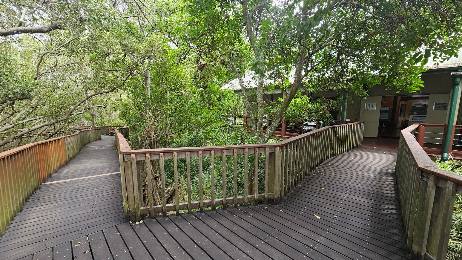 A wooden boardwalk splits into two paths surrounded by dense greenery. The left path curves gently, bordered by a wooden railing, leading deeper into the forested area. The right path leads to a building partially visible through the trees, with an entrance and some signage. The boardwalk is made of dark planks, and the railings have a reddish-brown hue. The area is lush with various trees and shrubs, creating a natural canopy overhead.