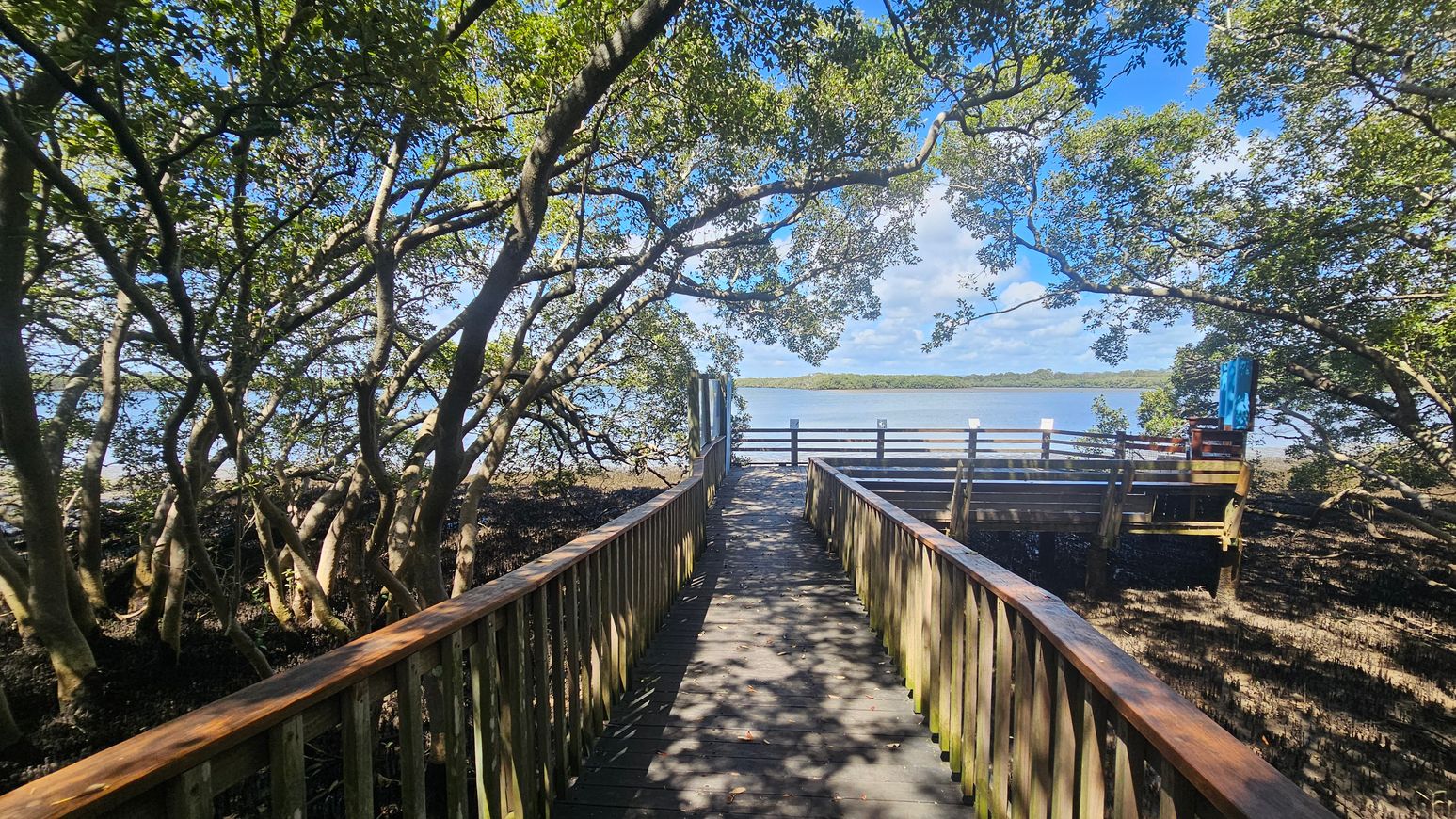A wooden boardwalk extends through a mangrove forest, leading to a viewing platform overlooking a body of water. The boardwalk is flanked by dense mangrove trees with twisting branches and green leaves. Sunlight filters through the foliage, casting dappled shadows on the path. The water in the background is calm, with a distant shoreline visible. A small structure with a blue sign is on the right side of the platform.