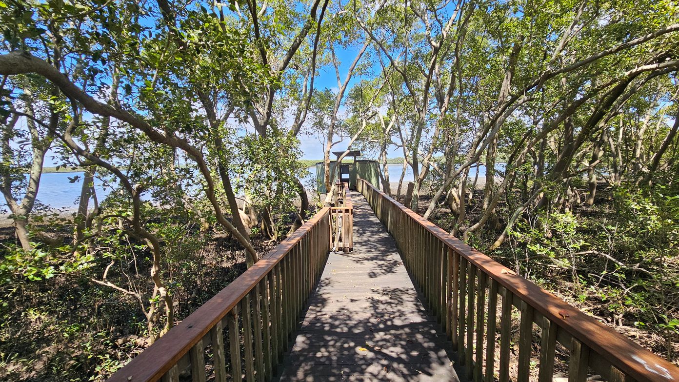 A wooden boardwalk extends through a dense mangrove forest, leading to a small structure in the distance. The boardwalk has railings on both sides, and sunlight filters through the leaves, casting shadows on the path. The mangrove trees are tall and slender, with twisting branches and lush green foliage. In the background, there is a glimpse of water beyond the trees. The ground is covered with dark, muddy soil typical of mangrove environments.