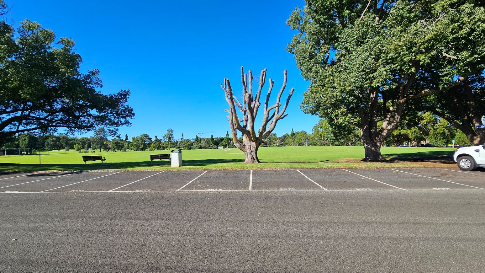A parking area with marked spaces in the foreground. In the centre, a large tree with bare branches stands on a grassy field. To the left, there are two benches and a bin near another tree with dense foliage. On the right, a white vehicle is partially visible next to a tree with lush leaves. The background features more trees and open green space.