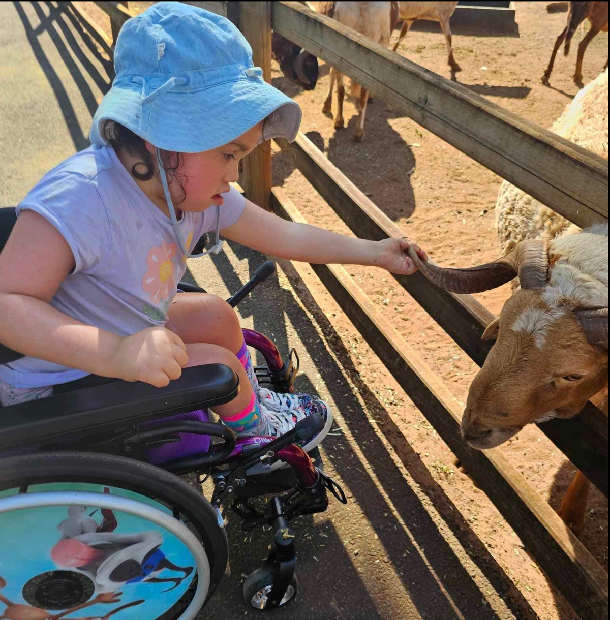 A young boy sitting in a shaded are at White Ridge Animal Farm. A young boy sitting in a shaded are at White Ridge Animal Farm.