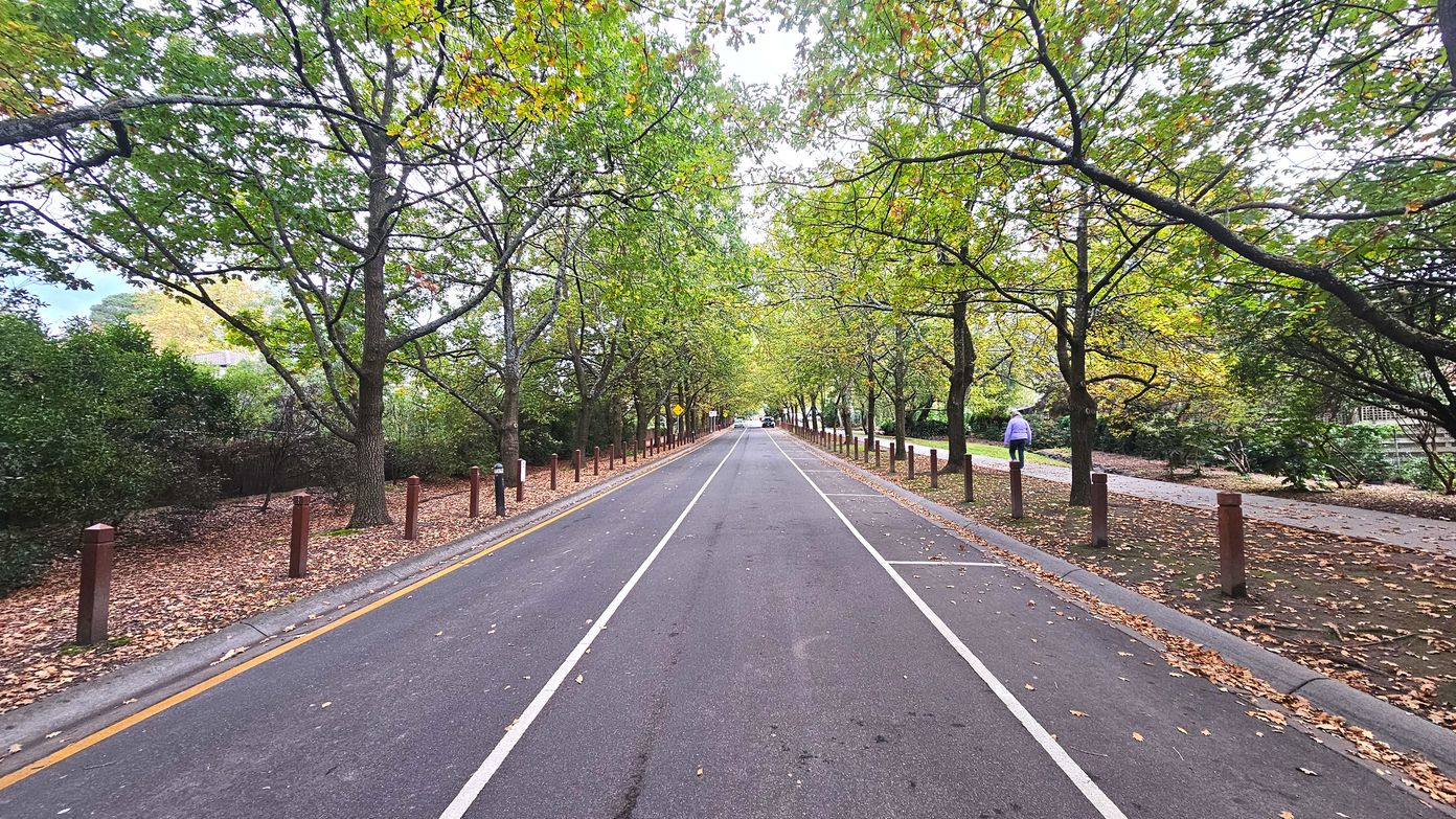 A straight, tree-lined road stretches into the distance, flanked by tall trees with green and yellow leaves. The road is divided by white lines, with a narrow lane on the right side. Wooden bollards line both sides of the road, separating it from leaf-covered paths. A person walks along the right path. The scene is enclosed by dense foliage, creating a tunnel-like effect with the tree canopy overhead.