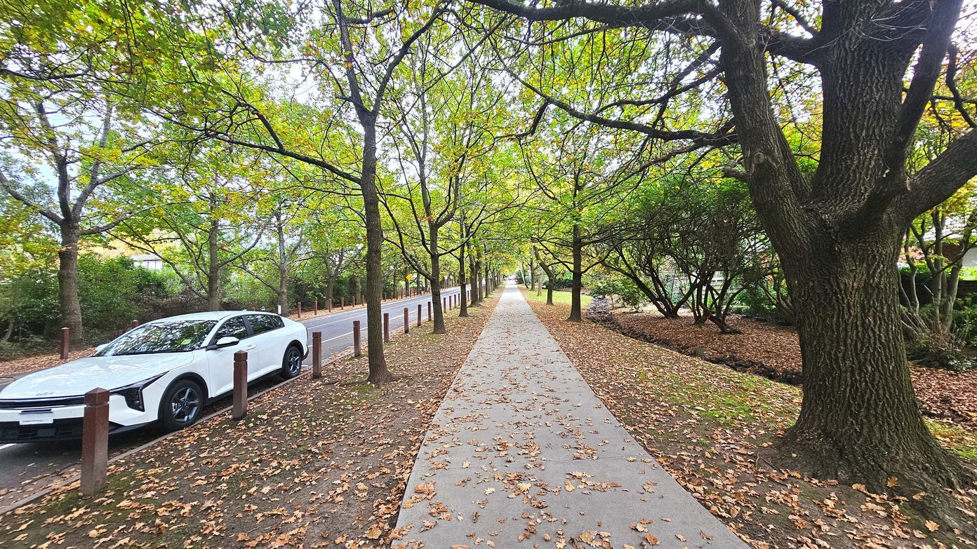 A tree-lined pathway stretches into the distance, flanked by a row of evenly spaced trees on both sides. The path is covered with scattered autumn leaves and runs parallel to a road on the left, where a white car is parked. Wooden bollards separate the road from the path. On the right, a grassy area with more trees and shrubs adds to the greenery. The scene is serene and well-maintained, with a clear, straight path.