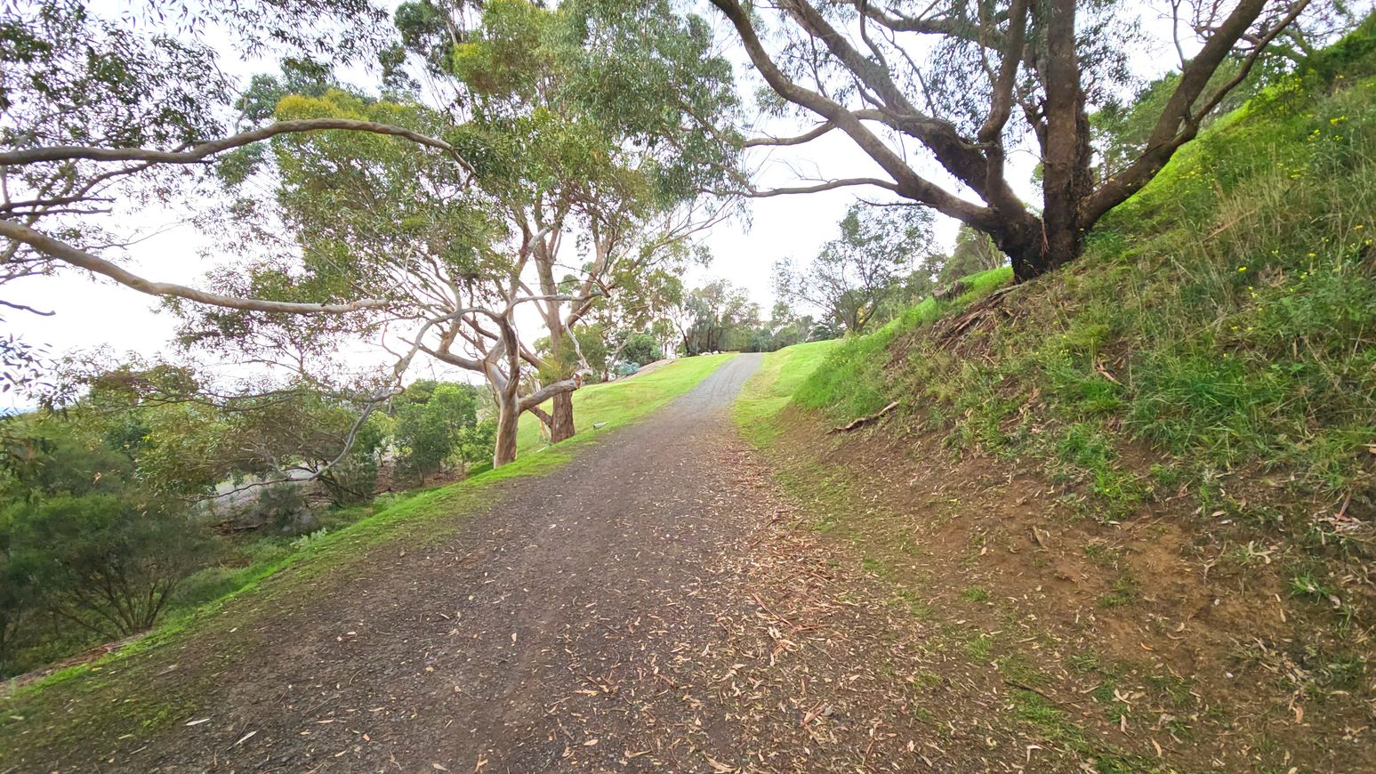 A gently sloping dirt path winds through a lush, green landscape, flanked by tall, mature trees with sprawling branches. The path is bordered by grass and patches of earth, with some fallen leaves scattered across it. The area feels open, with the path leading upwards and disappearing into the distance. The trees provide a natural canopy, and the terrain is slightly uneven with a mix of grass and dirt.