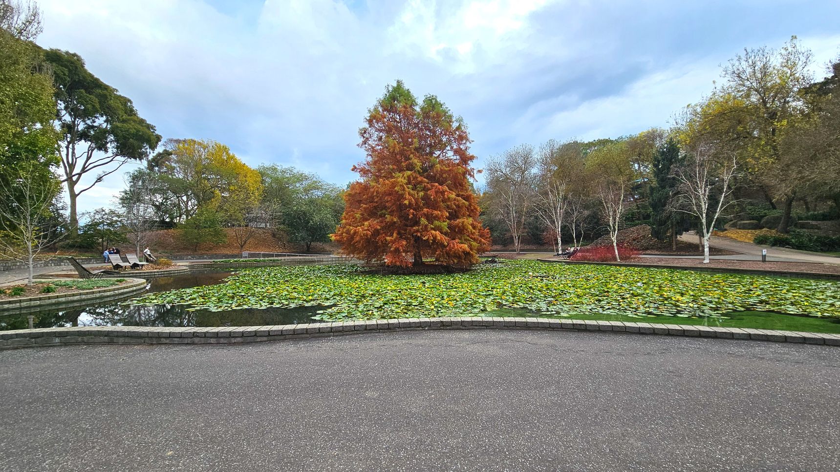 A serene garden scene features a large pond filled with green lily pads, centred by a striking tree with autumnal orange foliage. The pond is bordered by a low stone wall, and a paved path runs along the foreground. To the left, a few people sit on benches under tall trees with mixed green and yellow leaves. The background is filled with a variety of trees, some bare and others with sparse leaves, creating a tranquil, enclosed atmosphere.