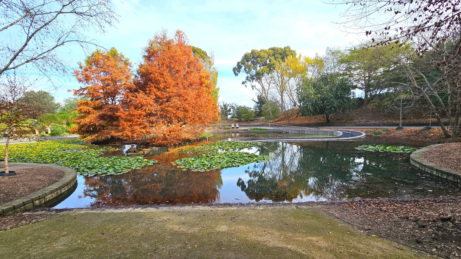 A serene pond surrounded by autumnal trees with vibrant orange foliage. The pond is dotted with green lily pads and bordered by a low stone wall. A curved pathway runs alongside the water, leading to a small bridge in the distance. The ground is covered with fallen leaves, and the area feels open with trees scattered around, providing a natural boundary.