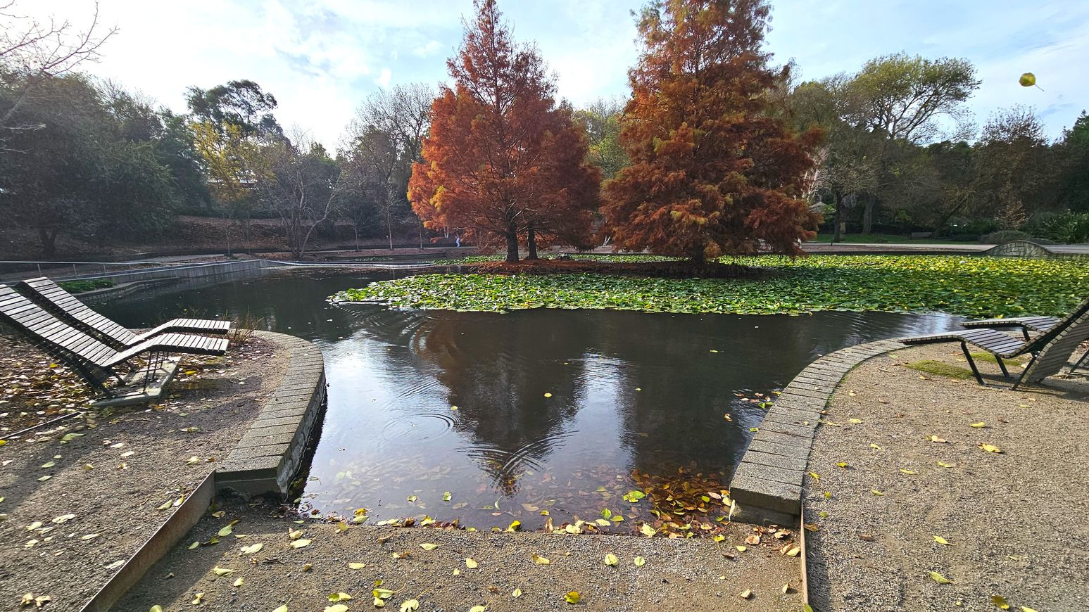 A tranquil pond is bordered by a curved stone edge, with two wooden lounge chairs positioned on a gravel path nearby. The pond is partially covered with green lily pads, and two large trees with autumnal orange leaves stand on a small island in the centre. Surrounding the pond are various trees with mixed foliage. The area feels open, with no visible barriers enclosing the space.