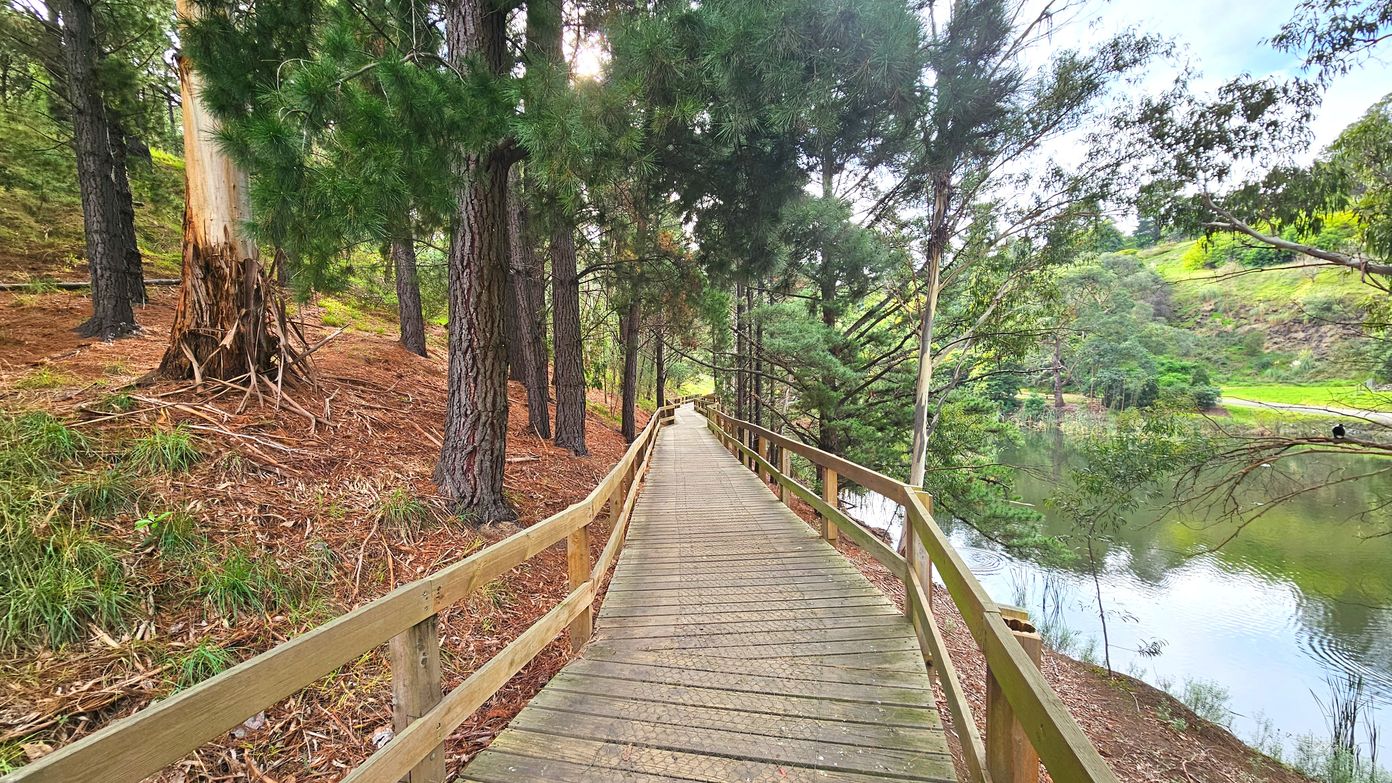 A wooden boardwalk with railings runs through a forested area, flanked by tall trees on the left and a calm body of water on the right. The boardwalk is slightly elevated and stretches into the distance, curving gently. The ground is covered with pine needles and sparse grass. The water reflects the greenery of the surrounding trees, creating a serene atmosphere. The area feels open with natural boundaries formed by the trees and water.