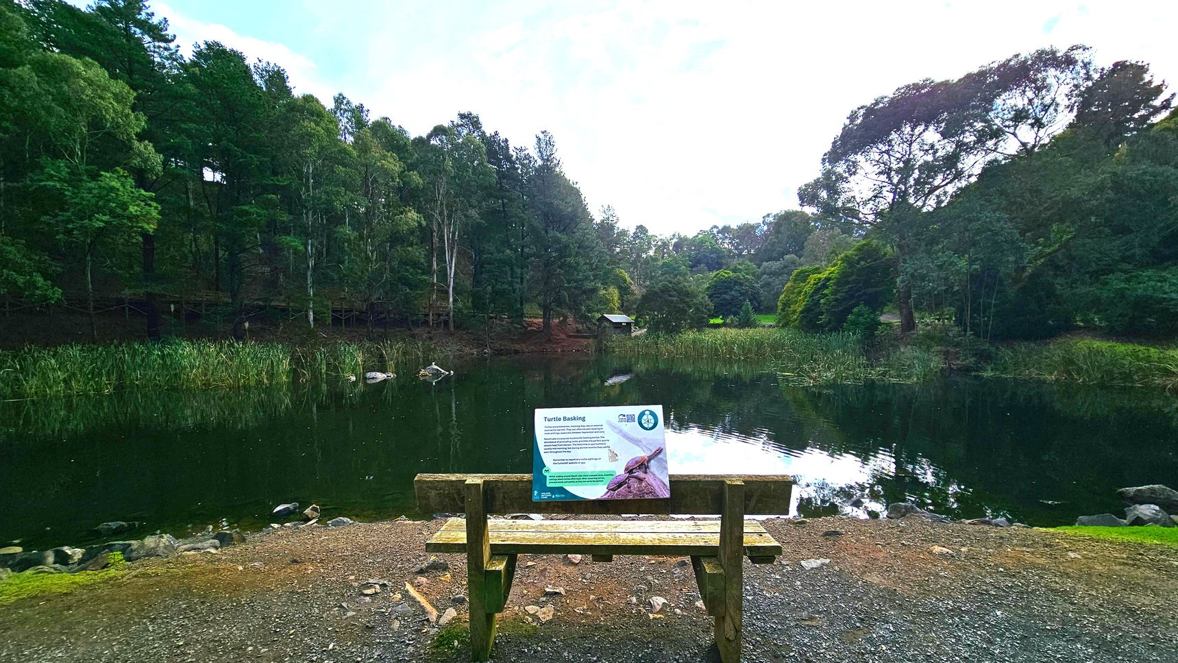A wooden bench with a sign about turtle basking is positioned on a gravel path overlooking a tranquil pond. The pond is bordered by dense trees and reeds, with a small wooden structure visible across the water. Rocks and patches of grass are scattered along the path's edge. The scene is enclosed by lush greenery, creating a serene, natural setting.