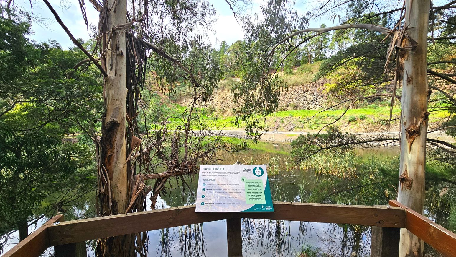 A wooden viewing platform overlooks a tranquil pond surrounded by lush greenery and tall trees. A prominent sign titled 'Turtle Basking' is mounted on the platform's railing, providing information about the area. The pond is bordered by reeds and a rocky embankment, with dense foliage and eucalyptus trees framing the scene. The area feels open, with natural elements creating a serene atmosphere.